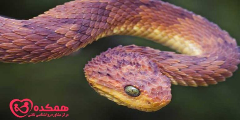 ترس از مارها | همکده