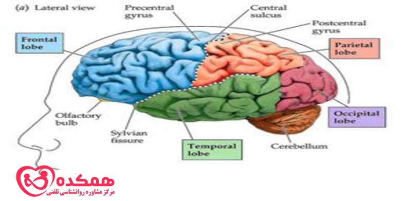 حافظه بصری چیست و چگونه بر ما تأثیر می گذارد؟