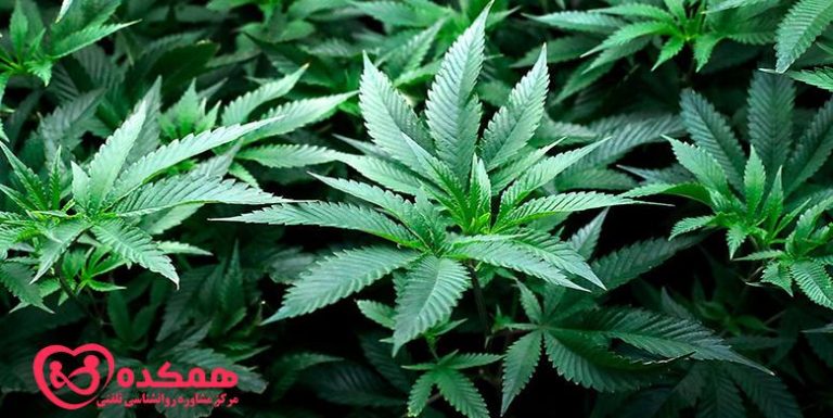 اثرات منفی ماری جوانا | همکده