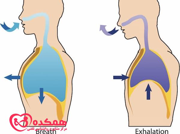 حرکت شکم و قفسه سینه در حال تنفس عمیق